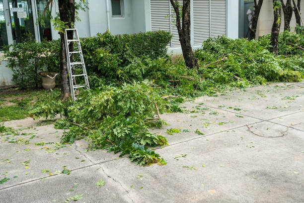 Best Tree Removal Near Me  in Williamston, SC